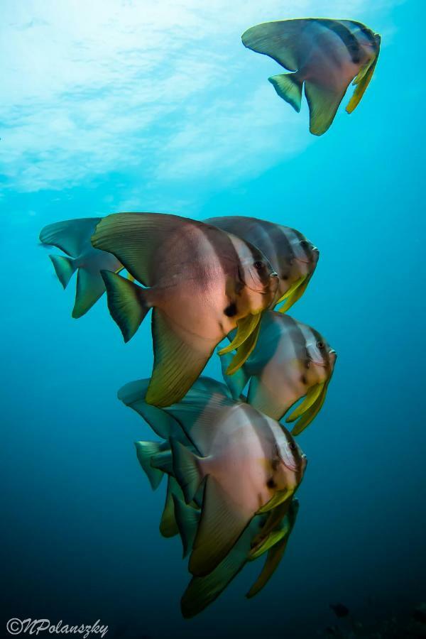 Forra Dive Resort Pattaya Beach Koh Lipe Exterior photo